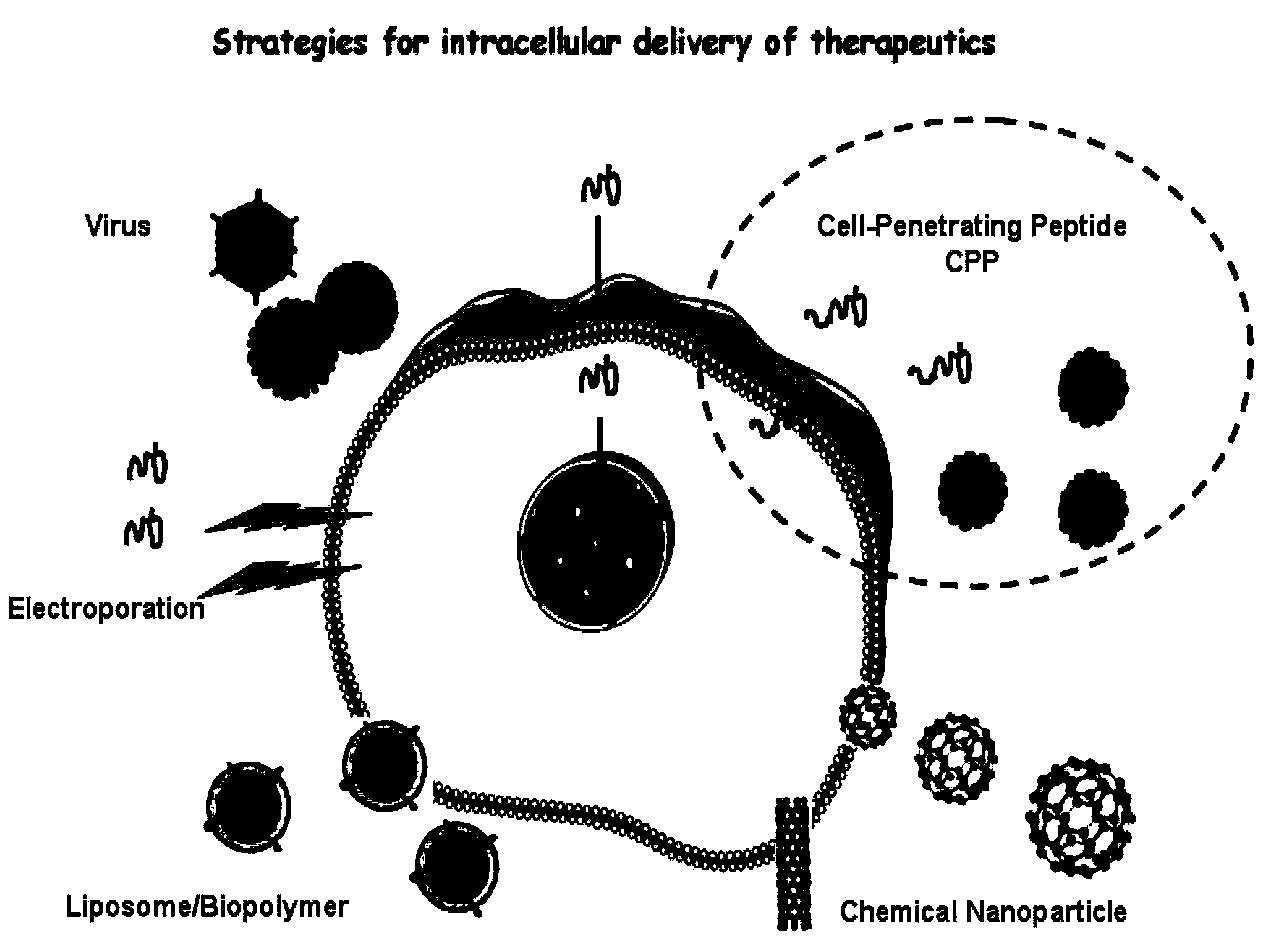 Cell permeable peptide hPP3 and usage thereof