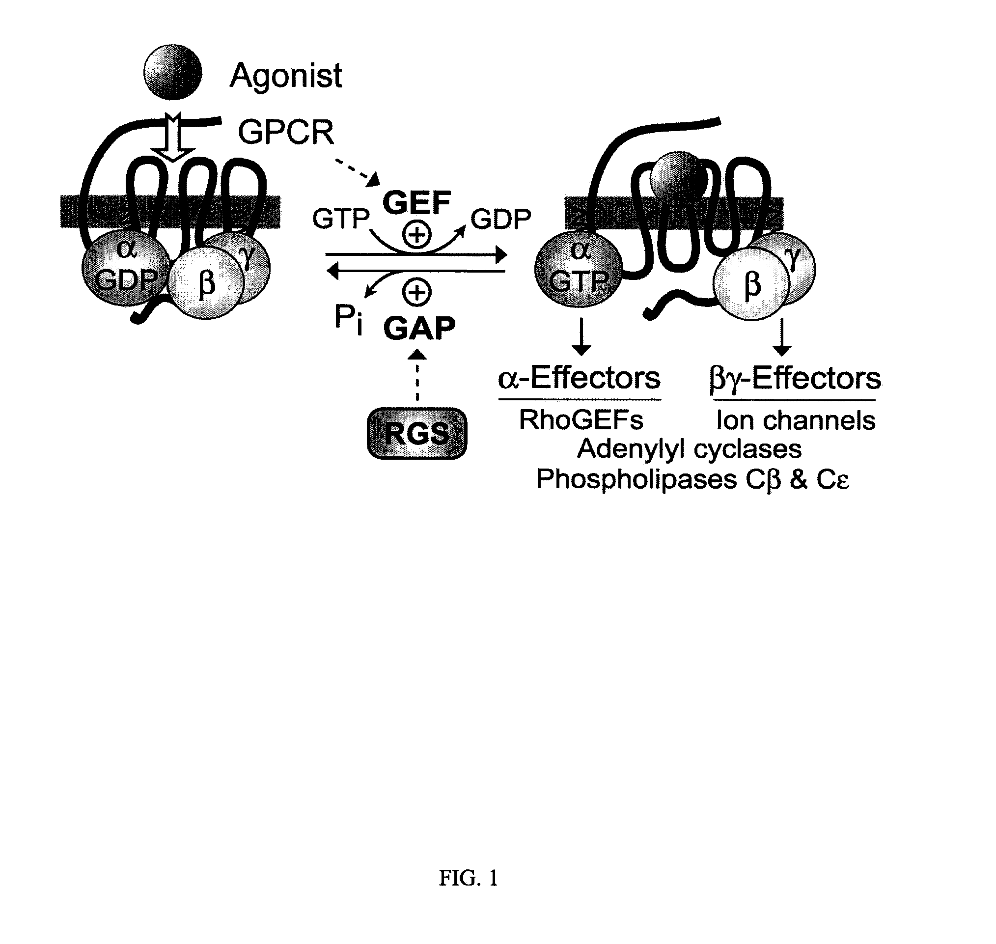 Genetically engineered g-alpha proteins and uses thereof