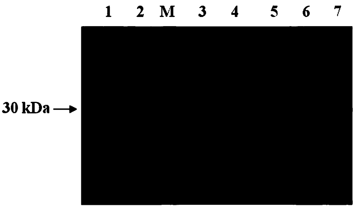 Phaseolus vulgaris L. Fusarium oxysporum f. sp. Phaseoli-resistant associated protein PvMES1, and coding gene and application thereof