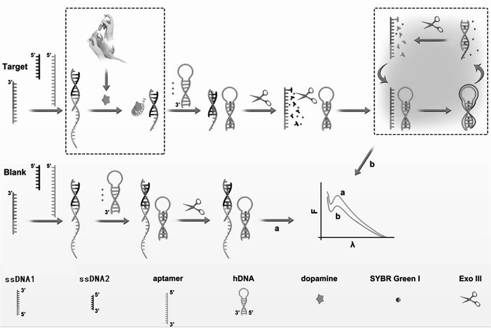 A method for ultrasensitive detection of dopamine based on nucleic acid aptamer