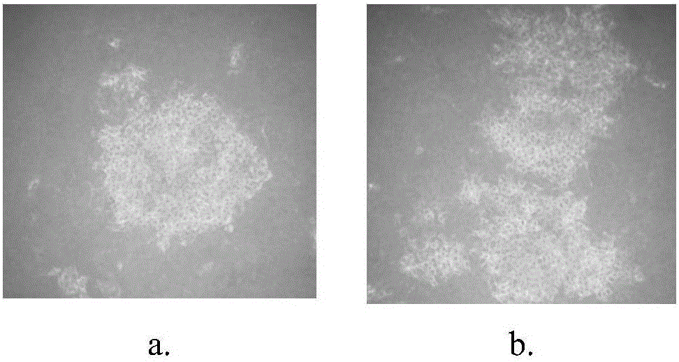 Expression and application of bovine viral diarrhea virus (BVDV) type I E2 protein