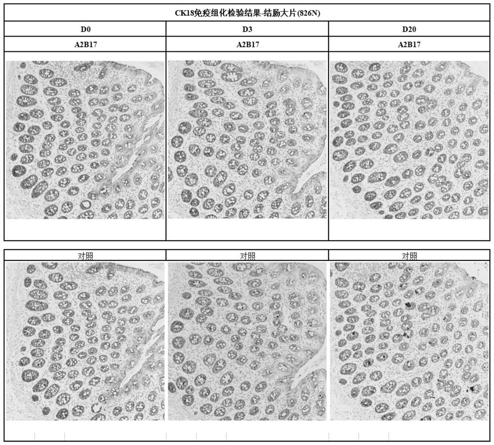 dab chromogenic kit for immunohistochemical detection and its application