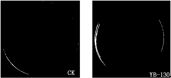 Bacillus amyloliquefaciens YB-130, and microbial preparation and application thereof