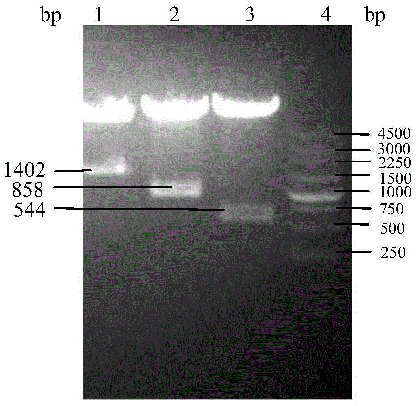 Nano gene drug capable of stimulating lymphocyte activation and preparation method thereof