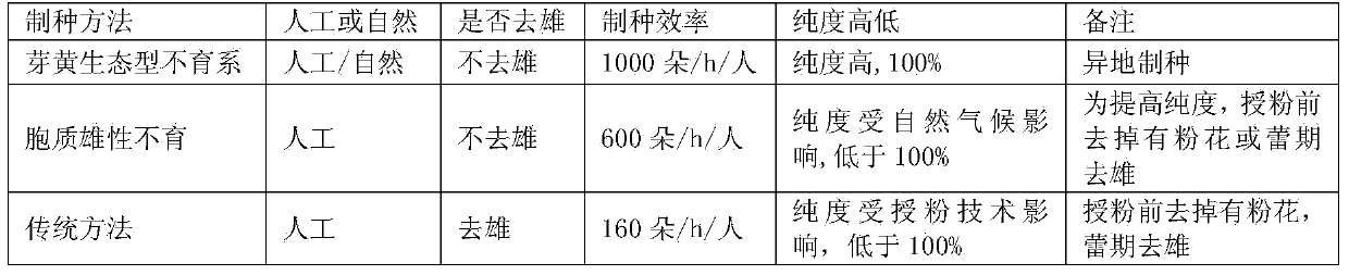 Selective breeding and propagating method of ecological type sterile line of yellow-sprout capsicum