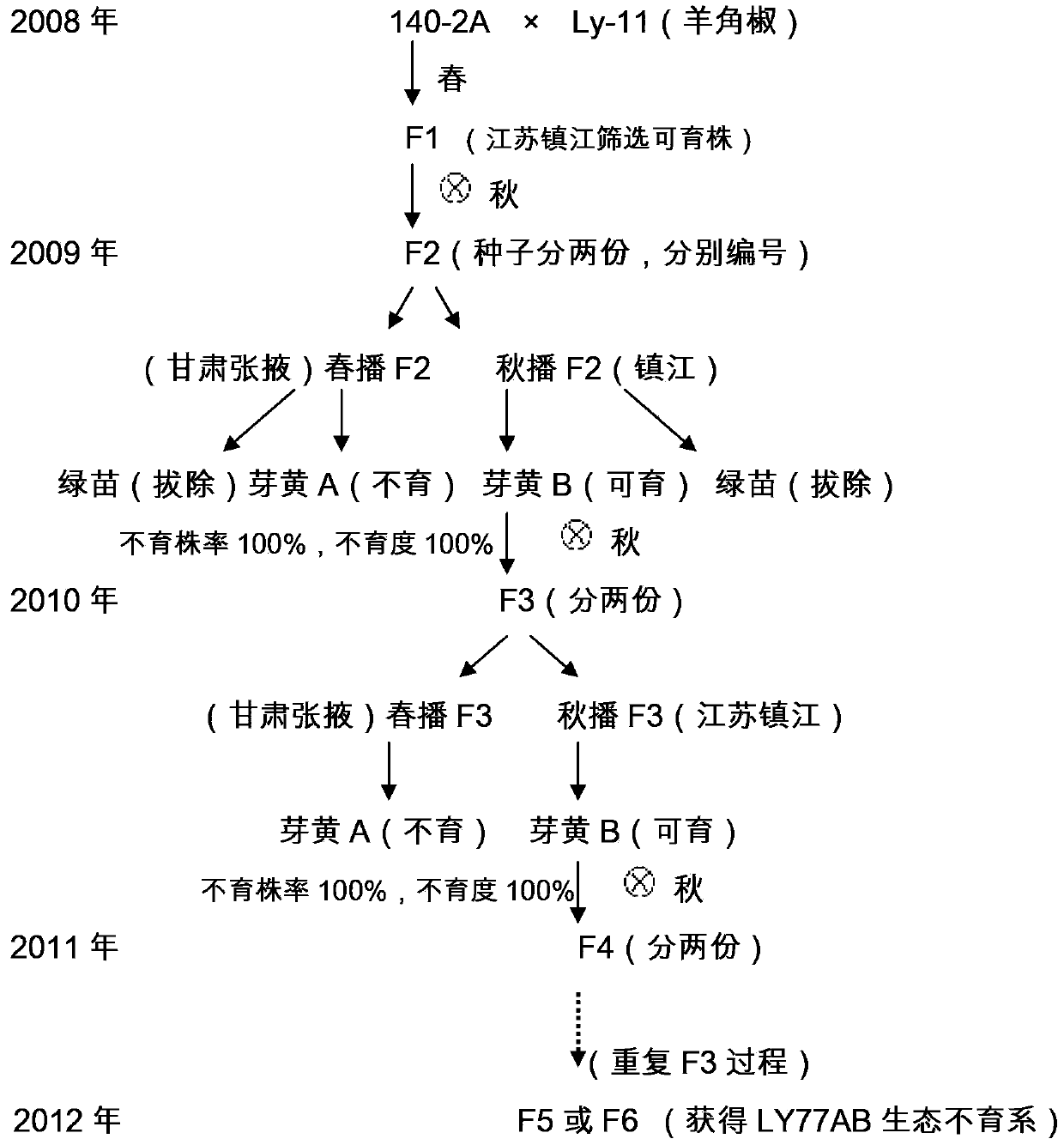 Selective breeding and propagating method of ecological type sterile line of yellow-sprout capsicum