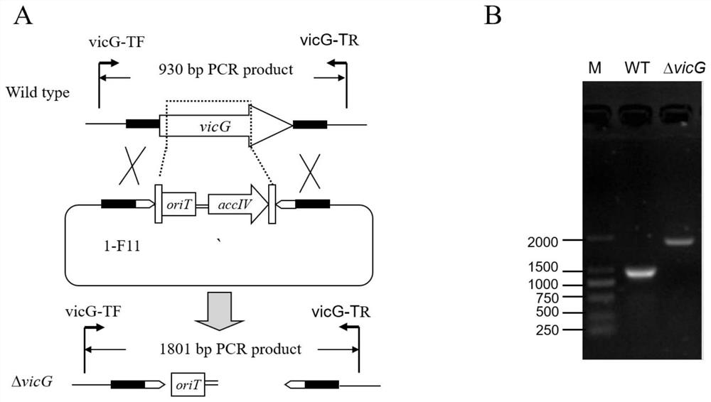 4'-N-demethyl-vicenistatin as well as preparation method and application thereof