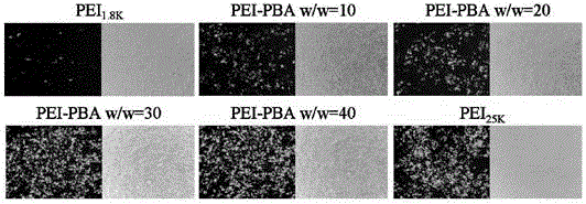 Modified polyethyleneimine, a gene vector composition, and a preparing method and applications of the gene vector composition