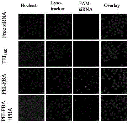 Modified polyethyleneimine, a gene vector composition, and a preparing method and applications of the gene vector composition