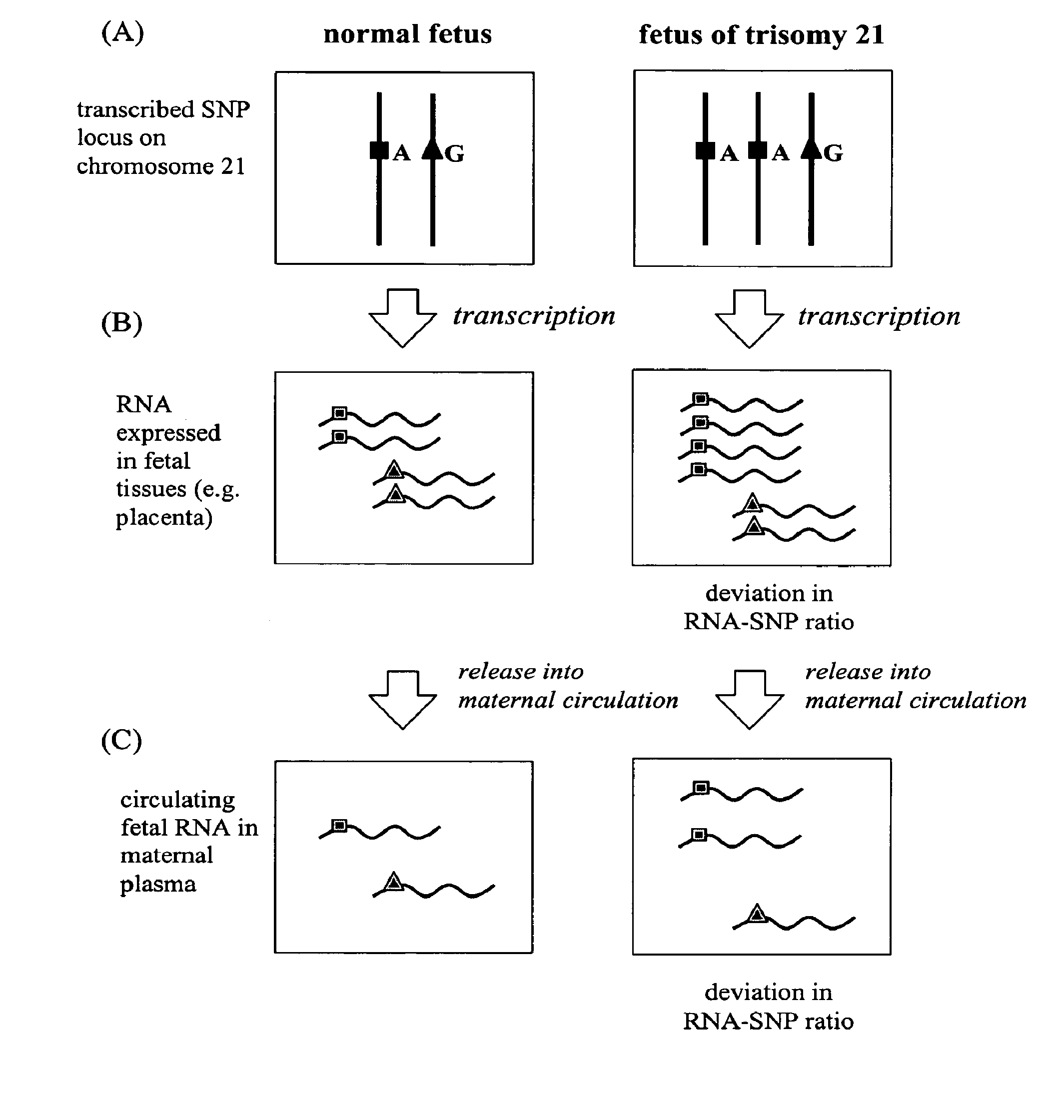 Method for the detection of chromosomal aneuploidies