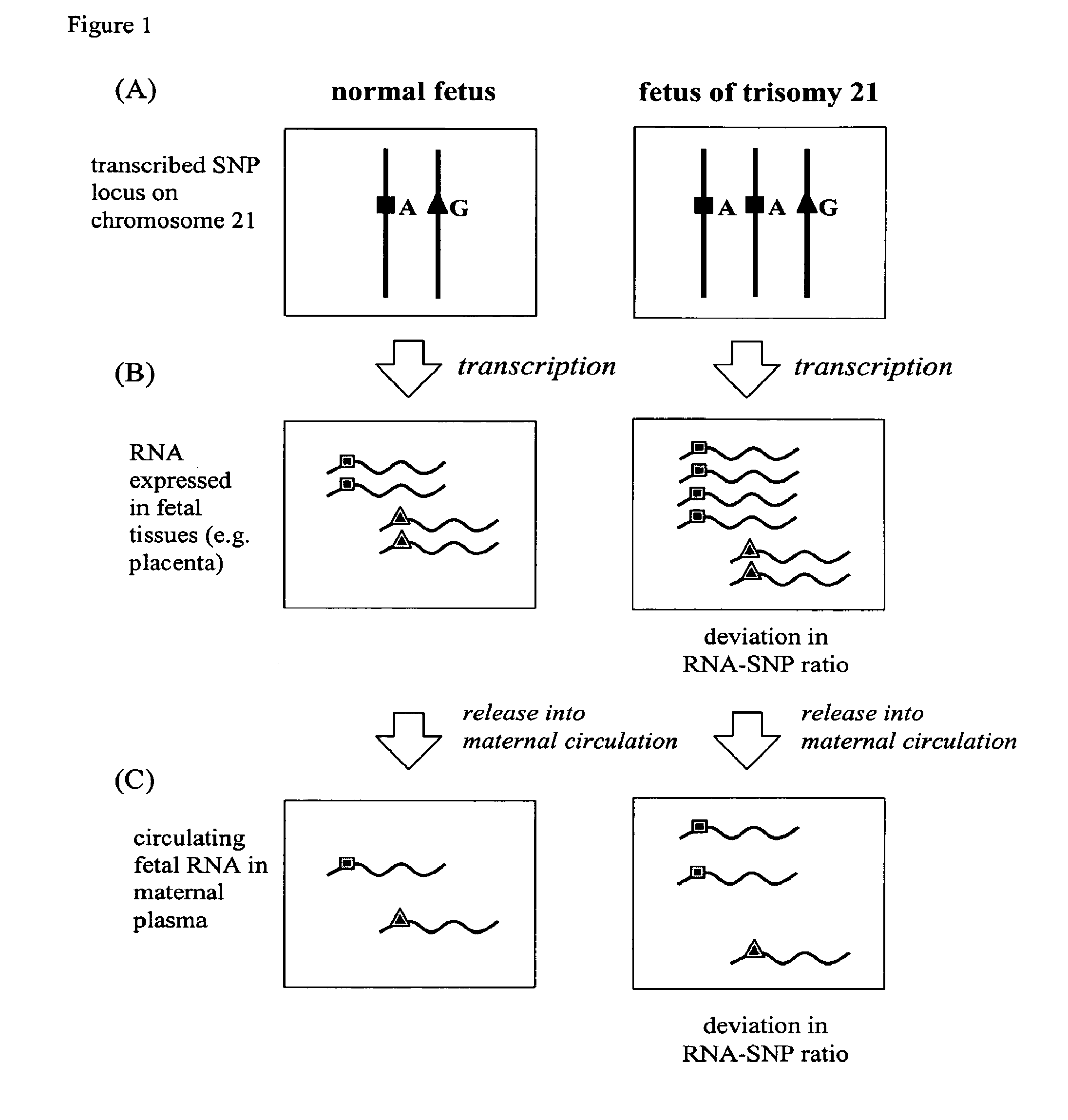 Method for the detection of chromosomal aneuploidies