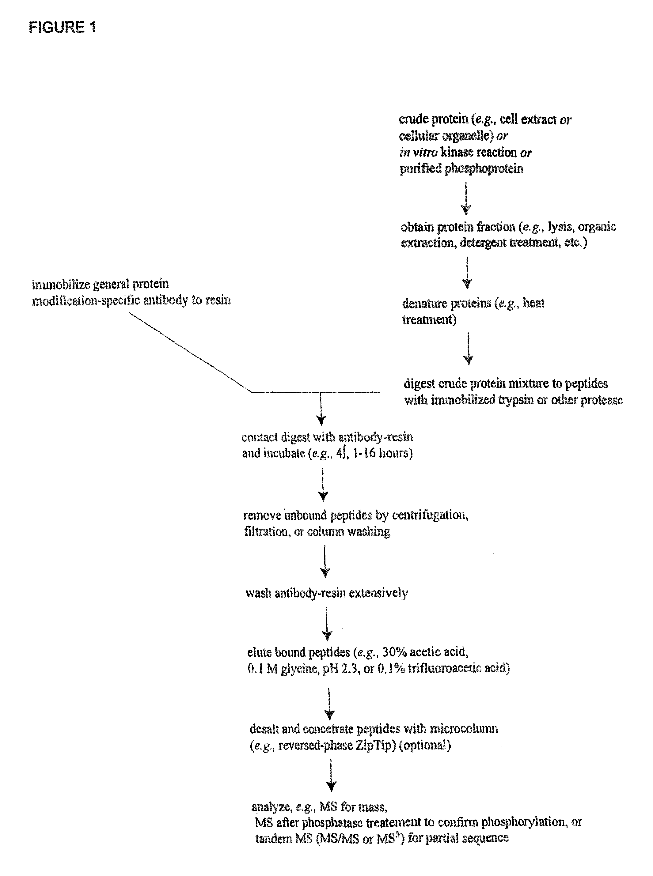 Tyrosine, serine and threonine phosphorylation sites