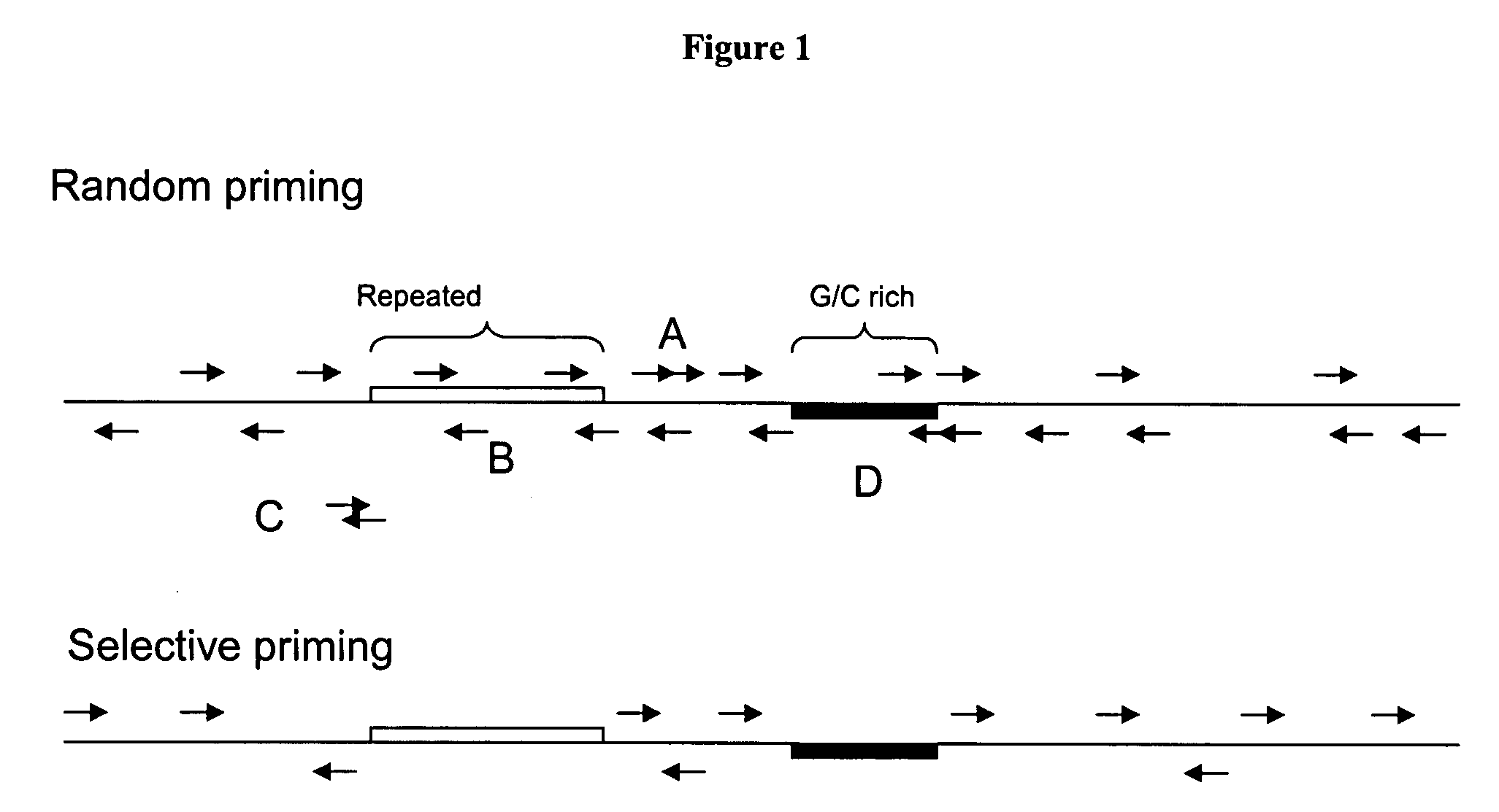 Complex oligonucleotide primer mix