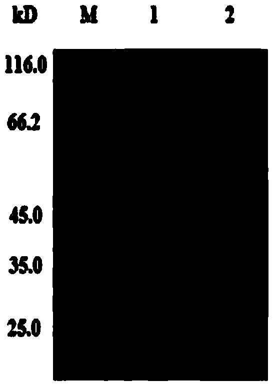 Classic swine fever virus (CSFV) C strain E2 truncated protein and its preparation method and use