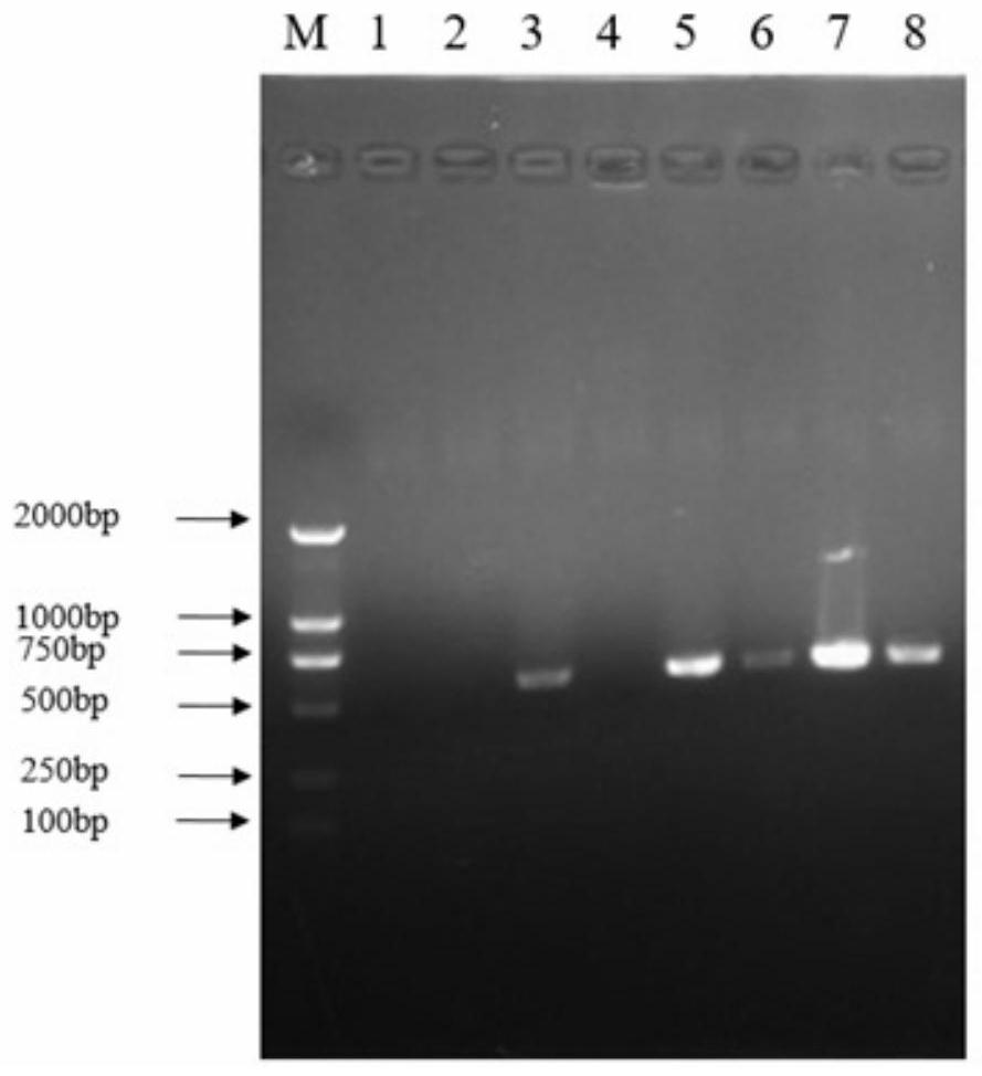 A monoclonal antibody with pedv neutralizing activity