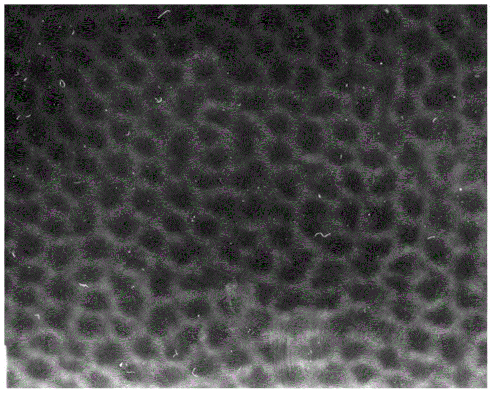 Degradable porous poly lactic acid preparation method