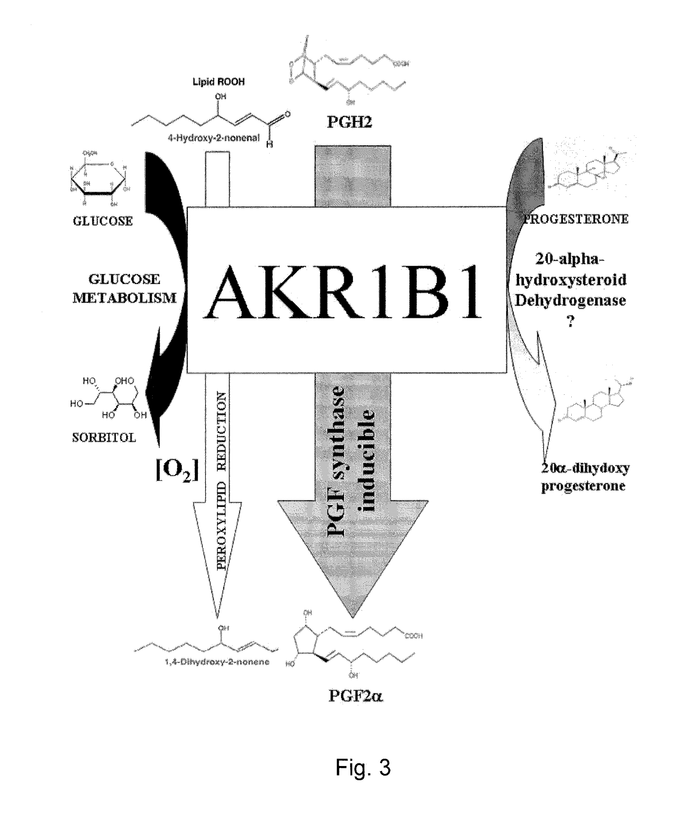 Methods for the regulation of the prostaglandin f synthase (PGFS) activity of akr1b1 and uses thereof