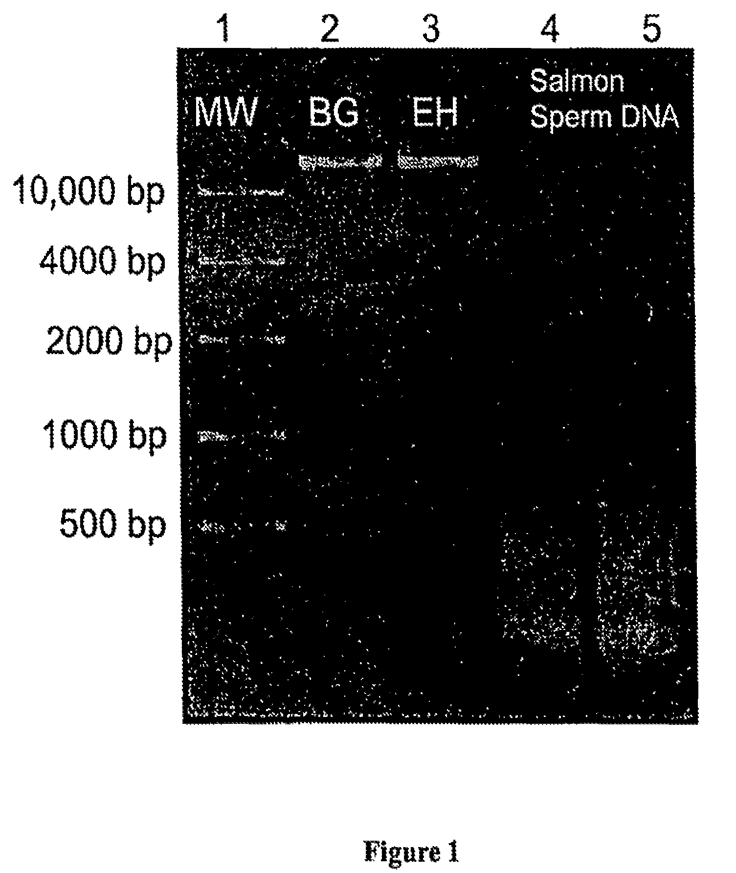 Purification and concentration of proteins and DNA from a complex sample using isotachophoresis and a device to perform the purification