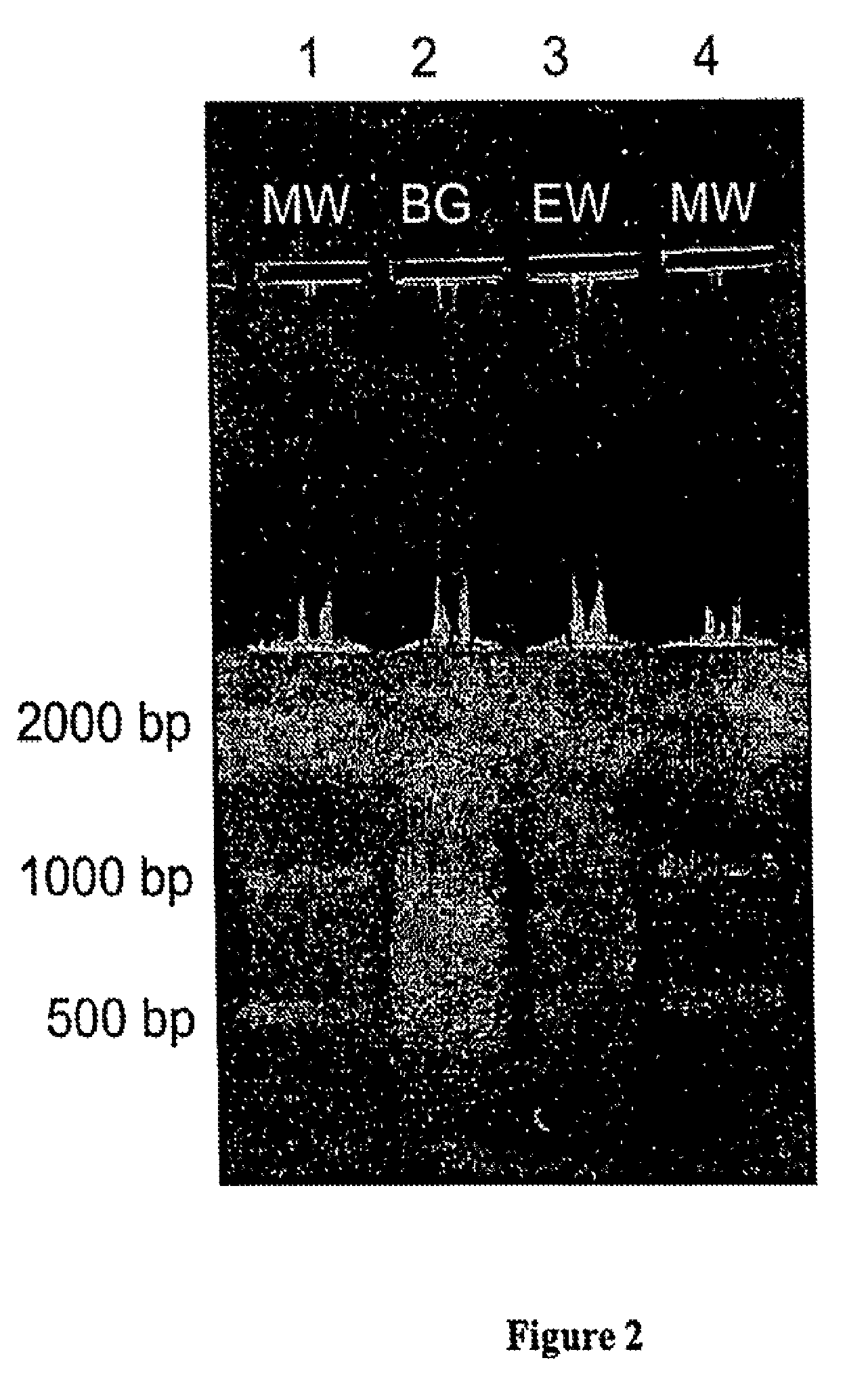 Purification and concentration of proteins and DNA from a complex sample using isotachophoresis and a device to perform the purification