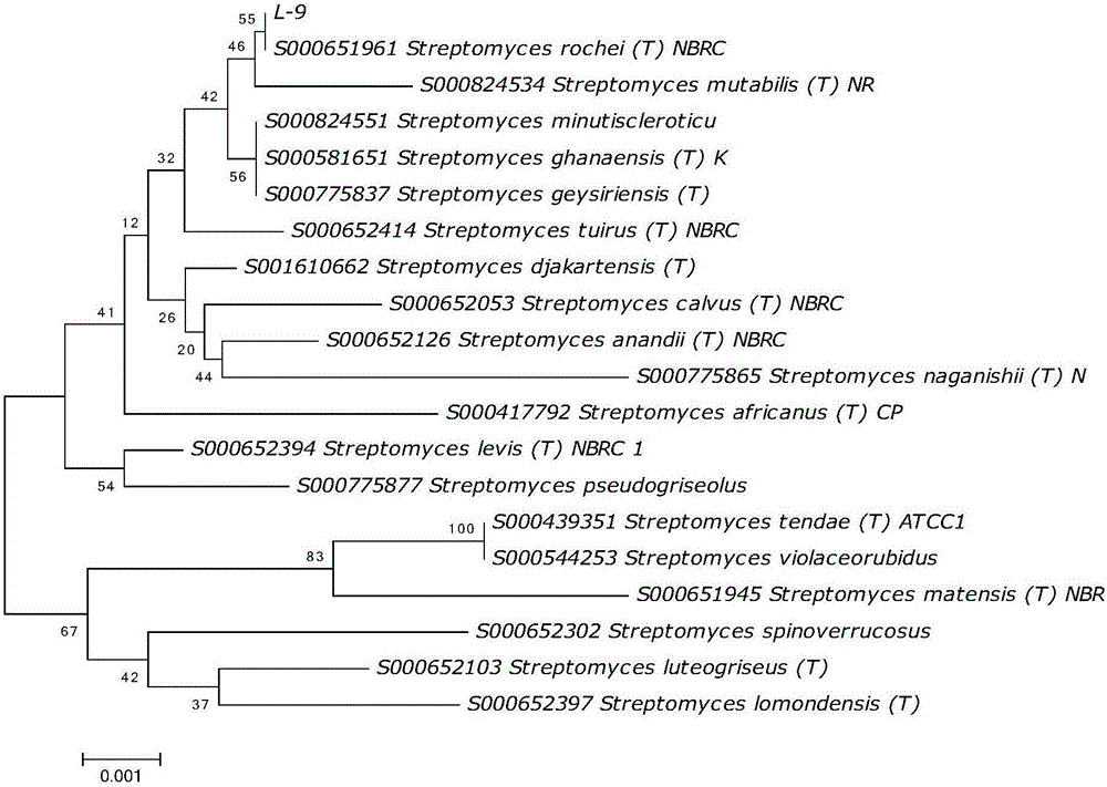 Bacterial-wilt-resistant Streptomyces rochei strain and bio-organic fertilizer thereof