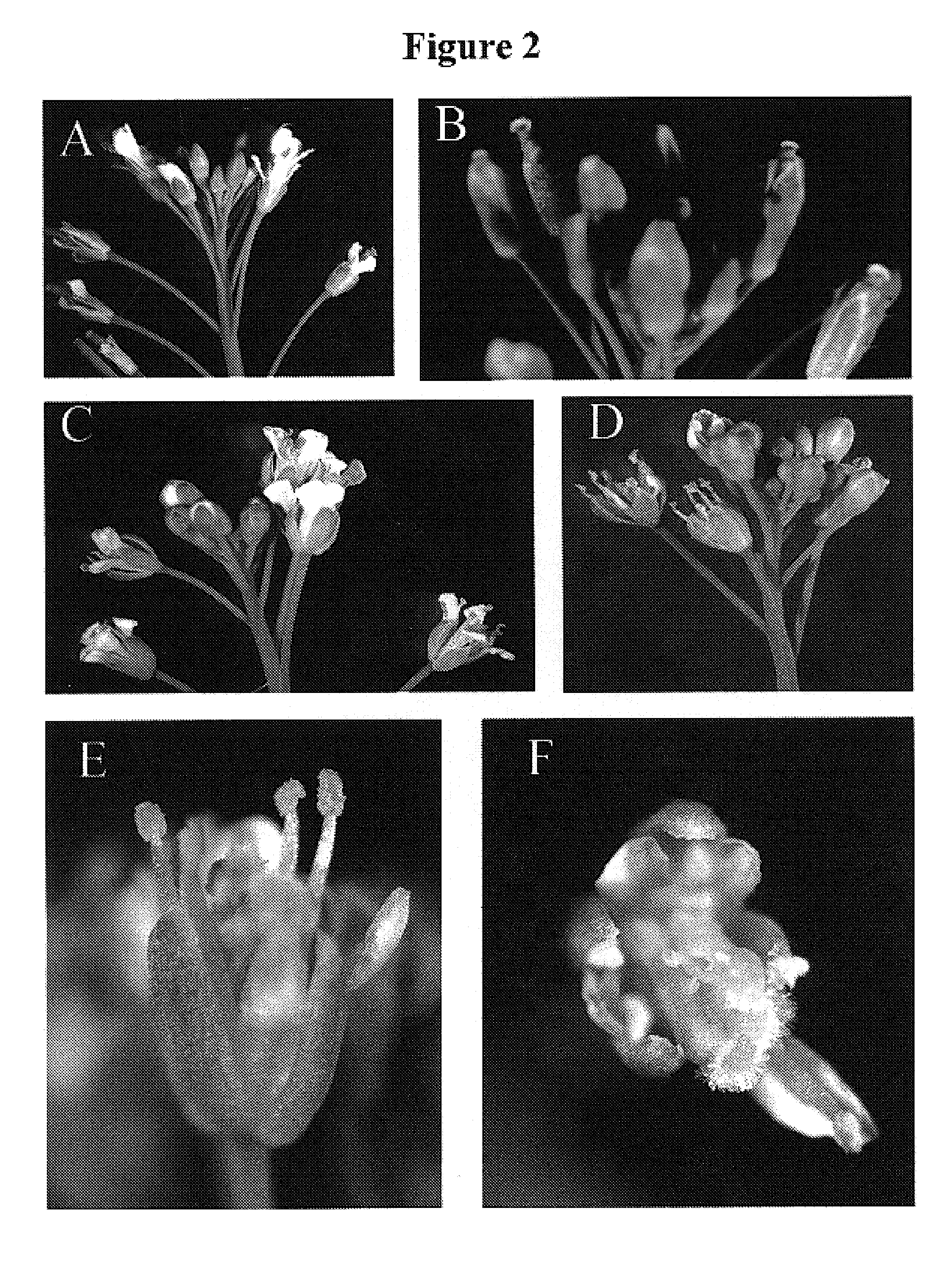 Methods for modulating plant growth and biomass