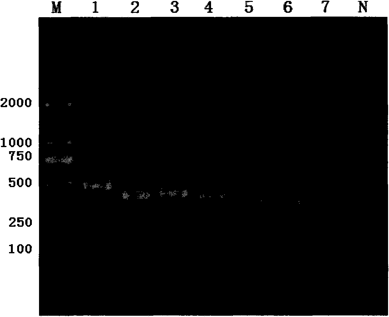 HLA (Human Leukocyte Antigen) gene high-resolution genotyping method based on Illumina GA sequencing technology