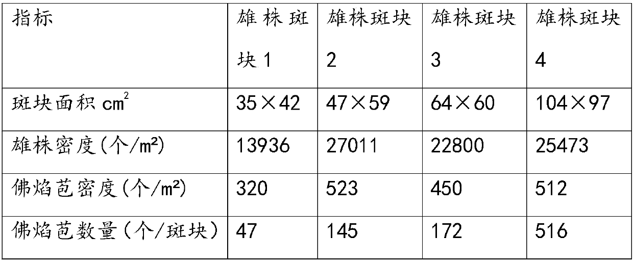 Wild effective harvesting method of phyllospadix iwatensis fruit