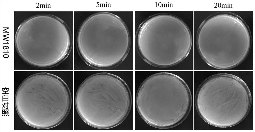 Traditional Chinese medicine composition capable of resisting staphylococcus aureus and a drug-resistant strain thereof and preparation method and application of traditional Chinese medicine composition