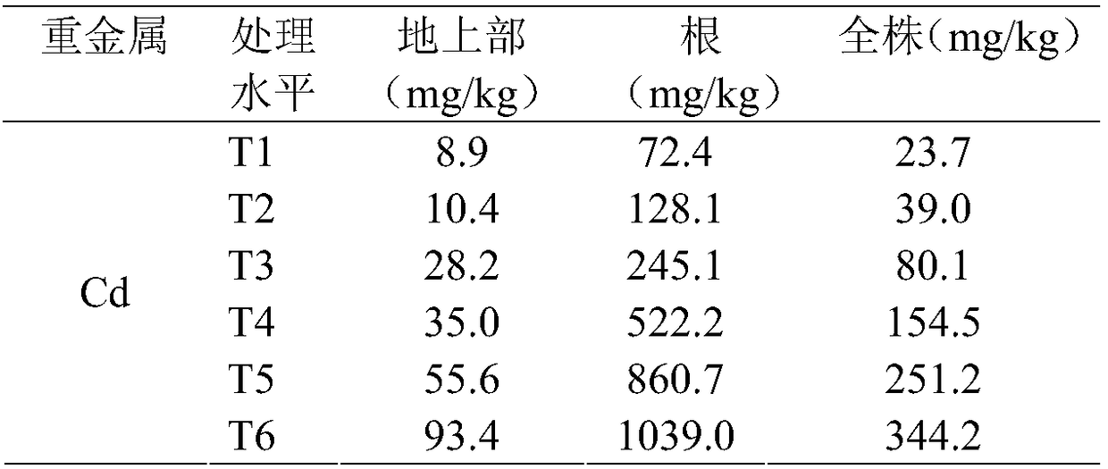 Method for remedying Cd contaminated water and wetland with aster subulatus