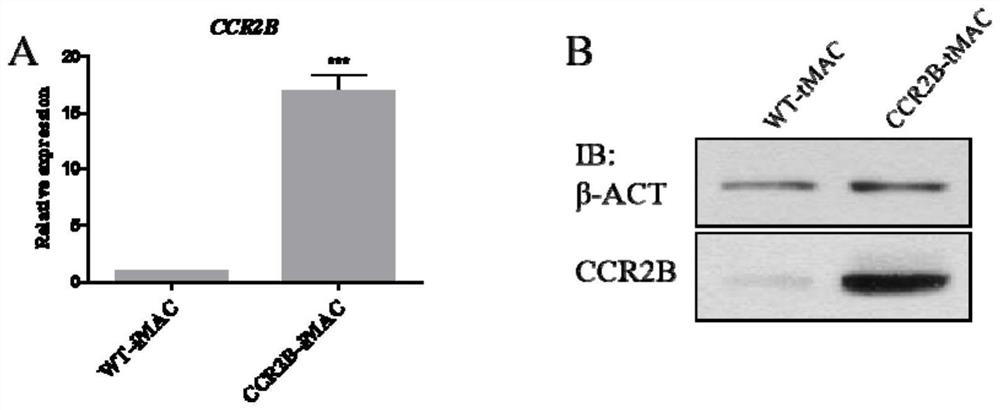 Monocytes and macrophages with solid tumor-directed chemotaxis ability expressing chemokine receptors, and preparation and application thereof