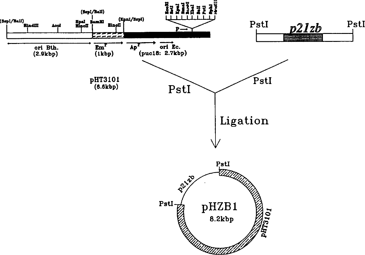 Dipel molecular companion gene, carrier containing same and bacterial strain