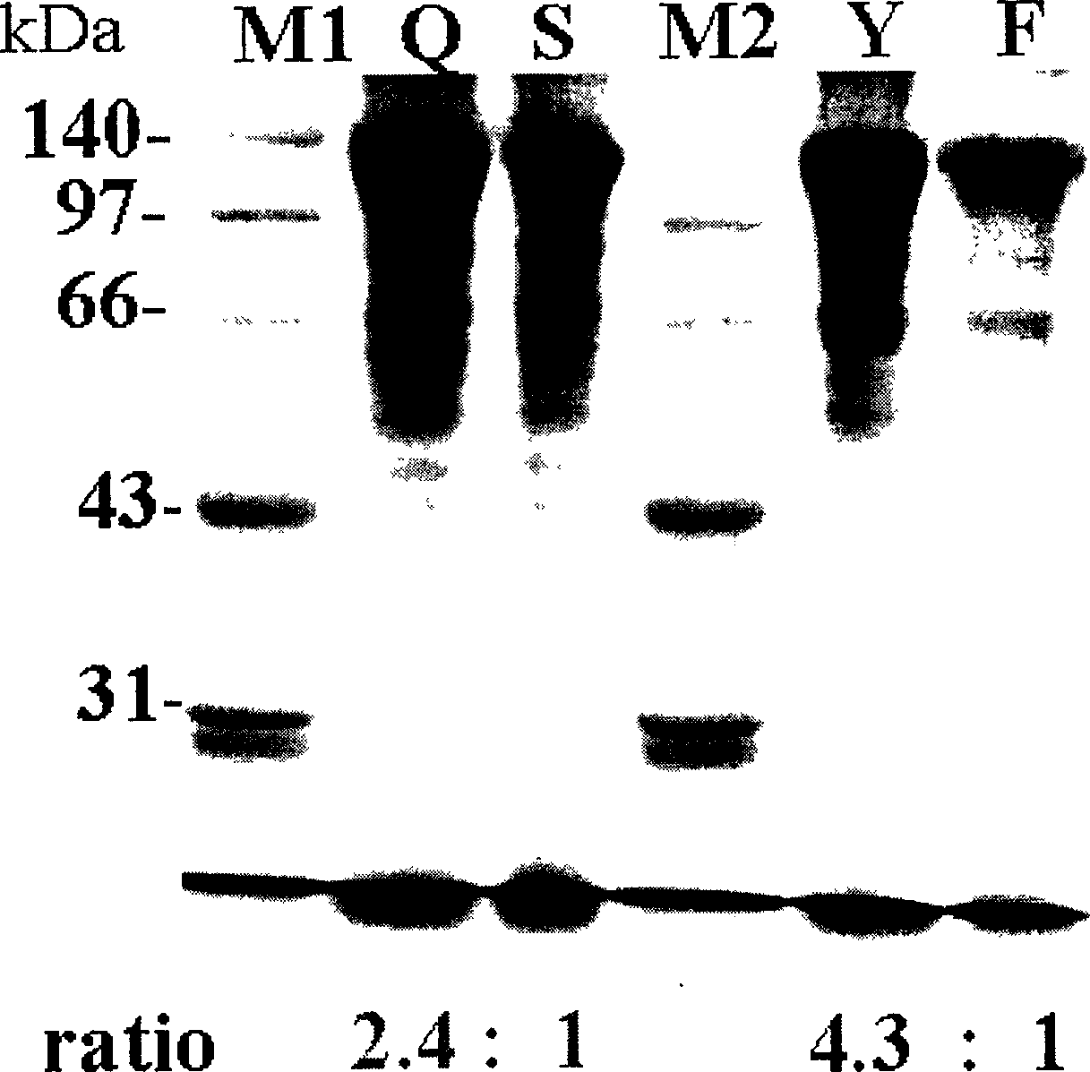 Dipel molecular companion gene, carrier containing same and bacterial strain