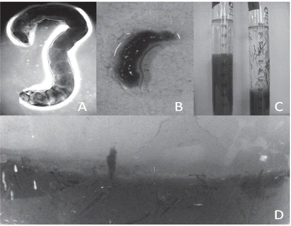 Device and method for strengthening and improving segment water sludge reduction by predation action of chironomidae larvae