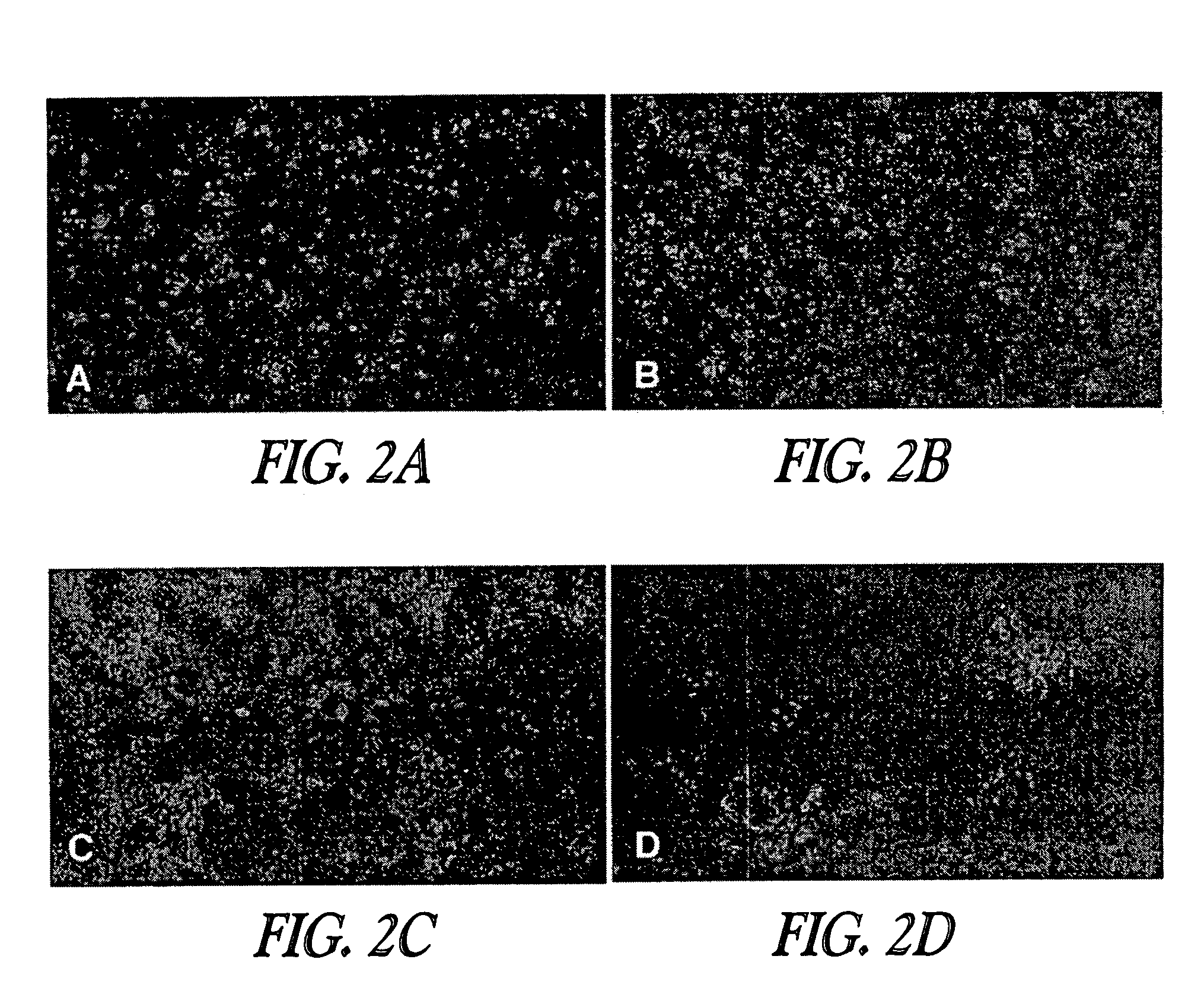 Peptides that inhibit viral infections