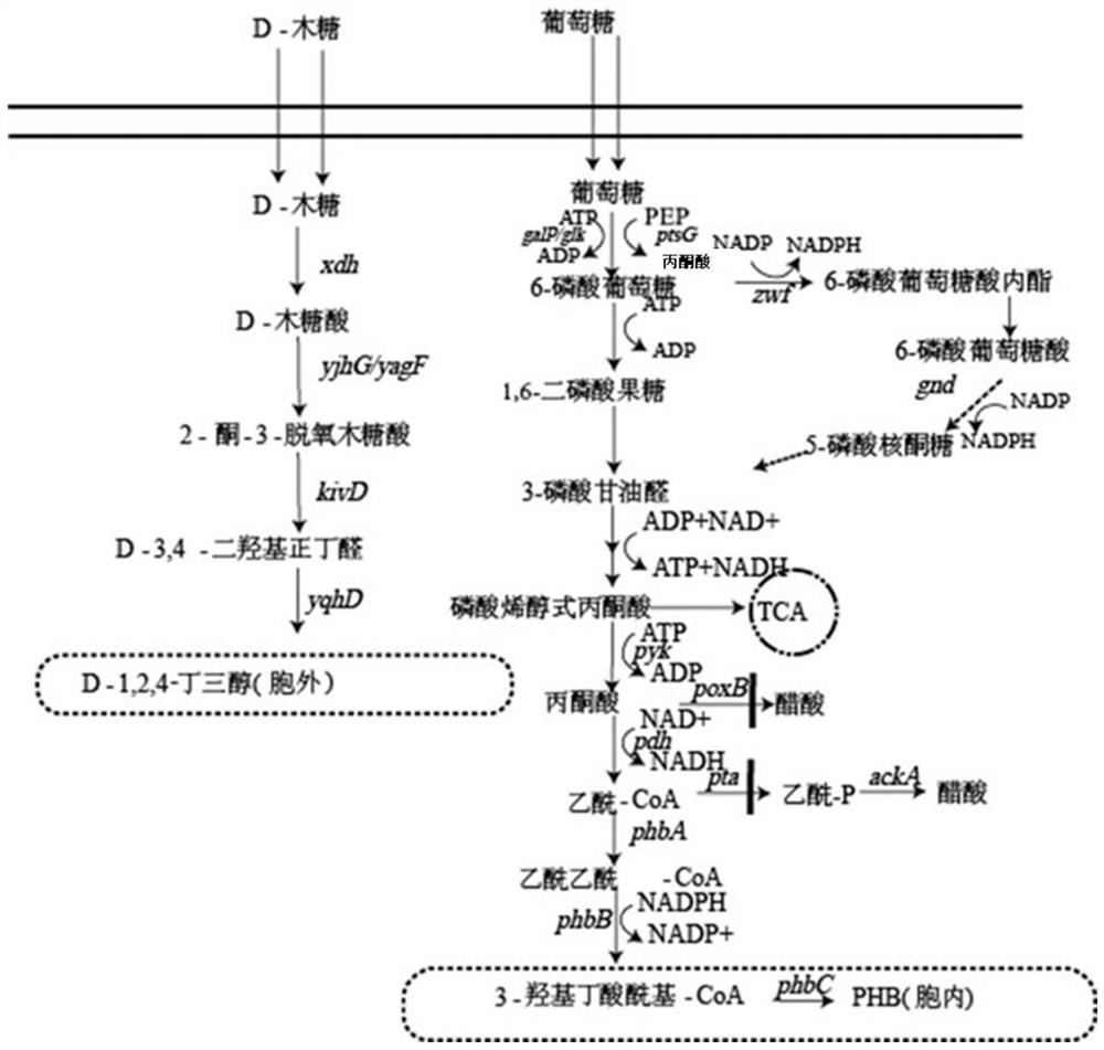 Method for co-production of D-1,2,4-butanetriol and PHB by metabolic modification of escherichia coli, and application