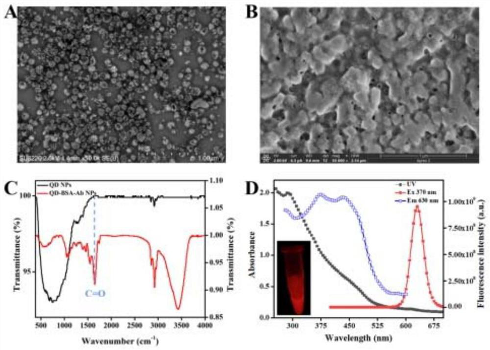 Preparation method and application of kit for simultaneously detecting various nafil substances based on novel multi-quantum dot-protein polymer probe