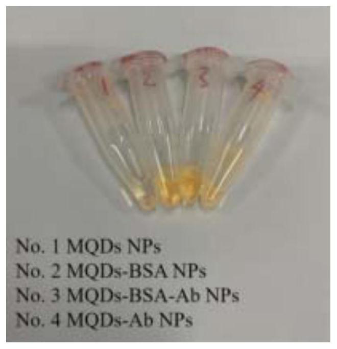 Preparation method and application of kit for simultaneously detecting various nafil substances based on novel multi-quantum dot-protein polymer probe