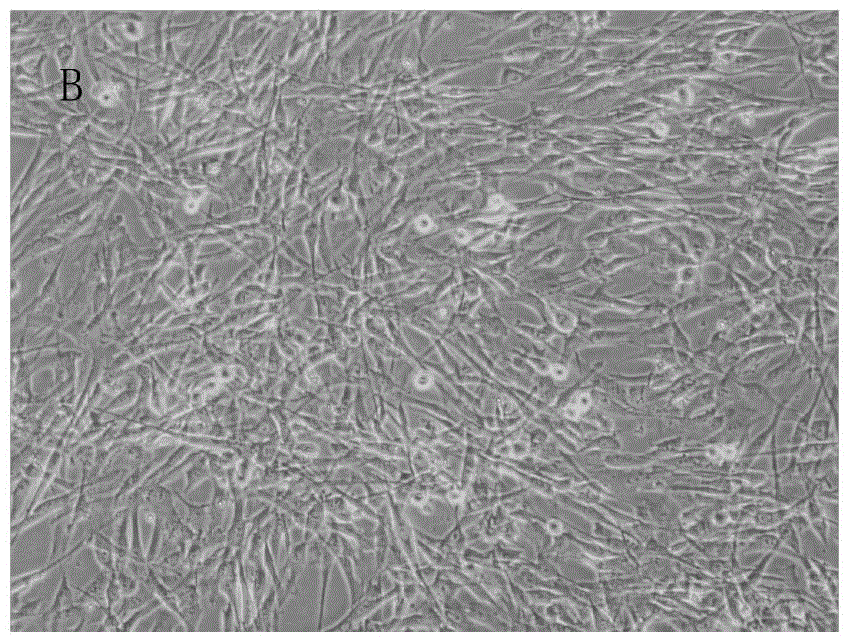 Special culture medium and special culture method for sub-totipotent stem cells