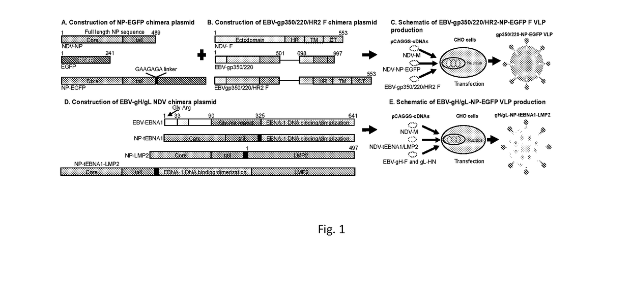 Virus-like particle compositions and vaccines against epstein-barr virus infection and disease