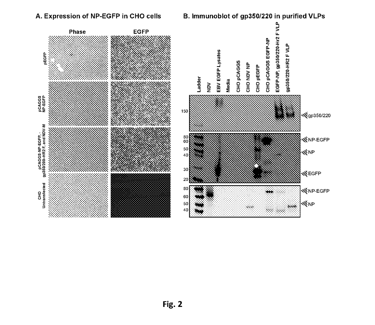 Virus-like particle compositions and vaccines against epstein-barr virus infection and disease