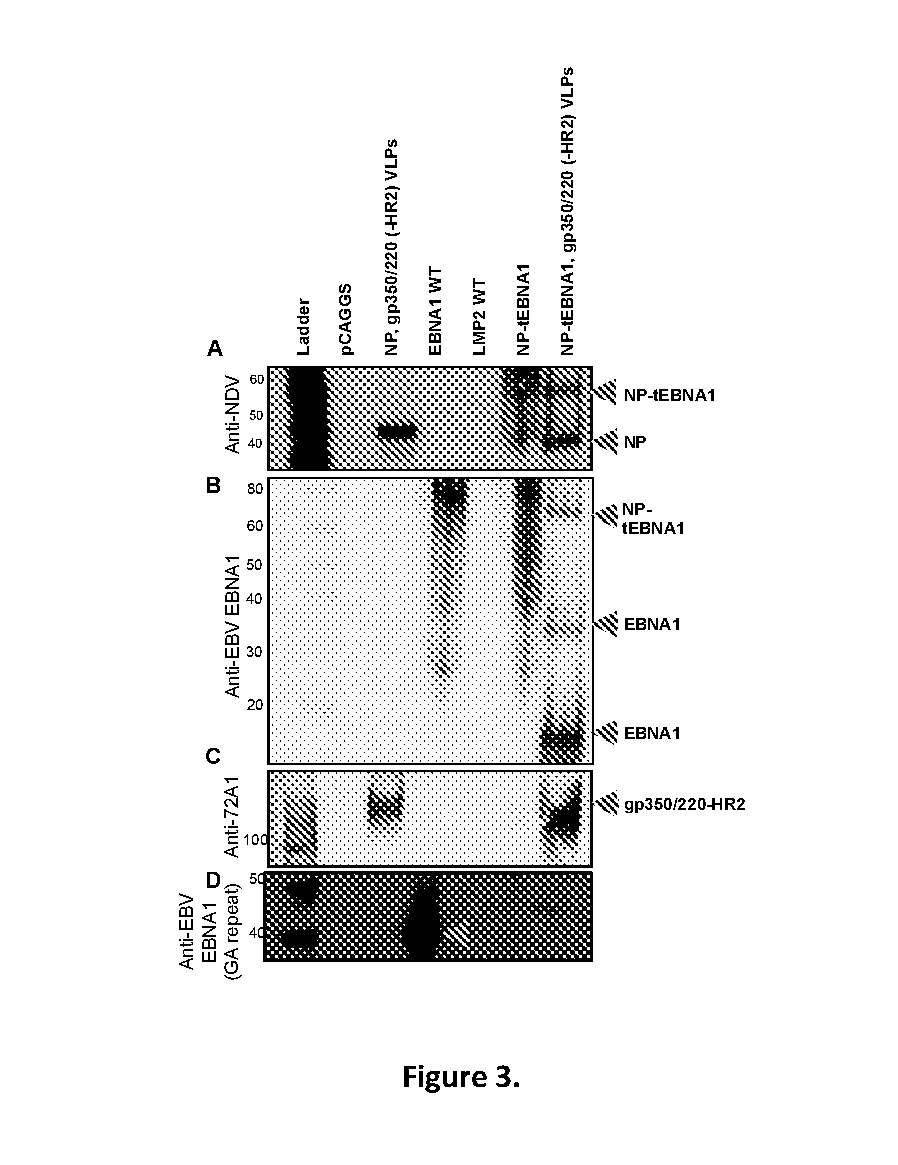 Virus-like particle compositions and vaccines against epstein-barr virus infection and disease