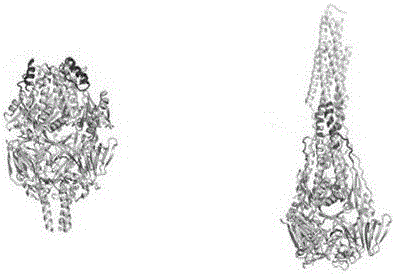 Bovine respiratory syncytial virus antigen protein