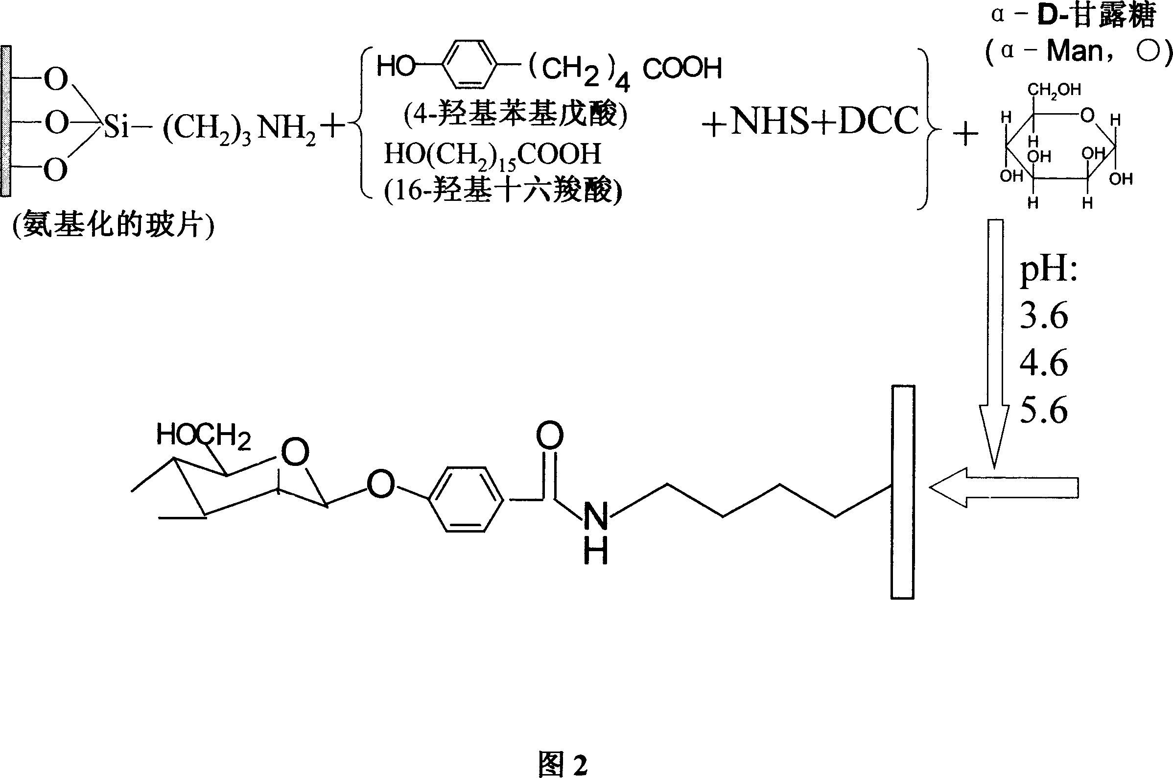 Process of sugar bio-chip