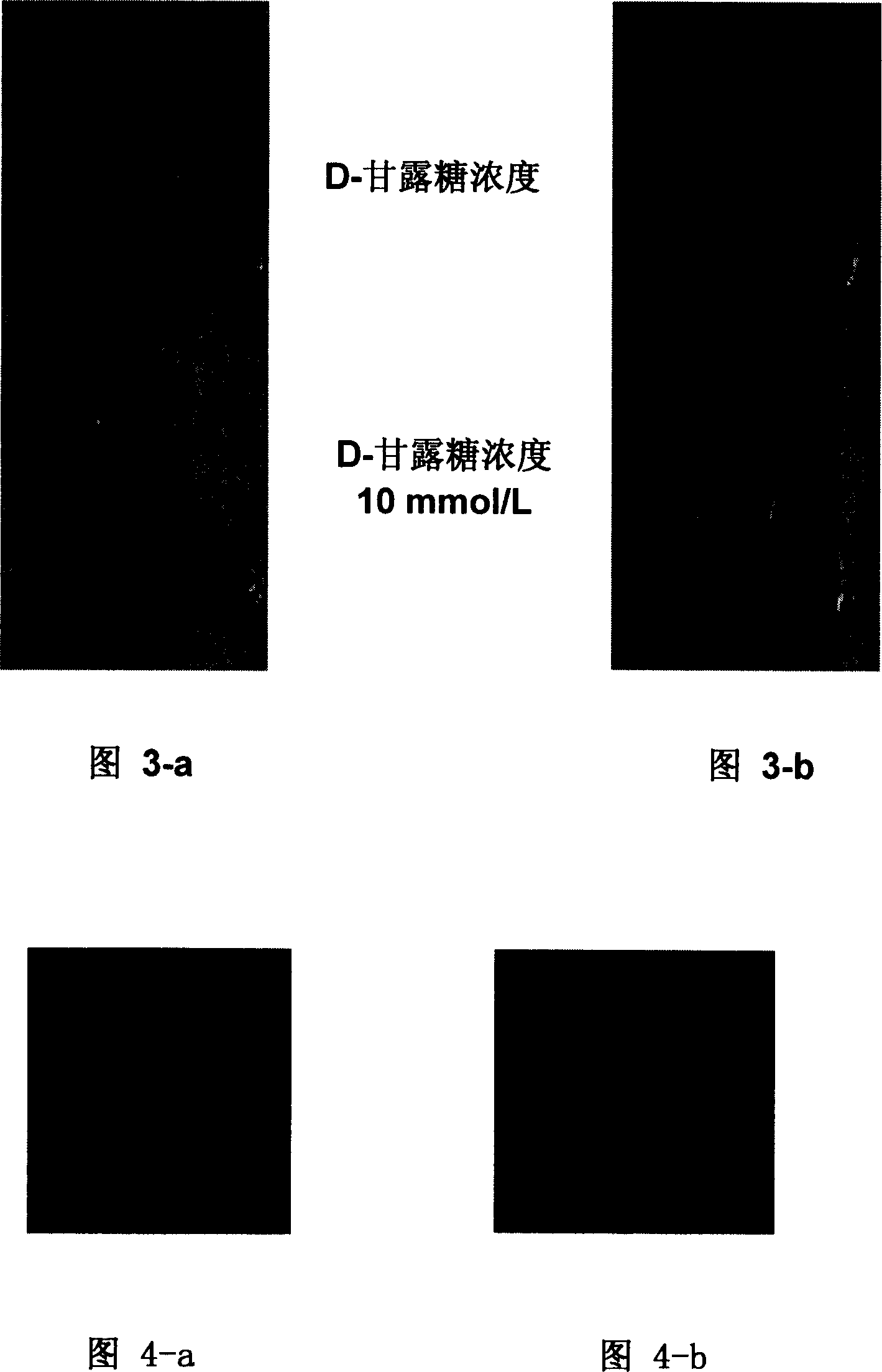 Process of sugar bio-chip