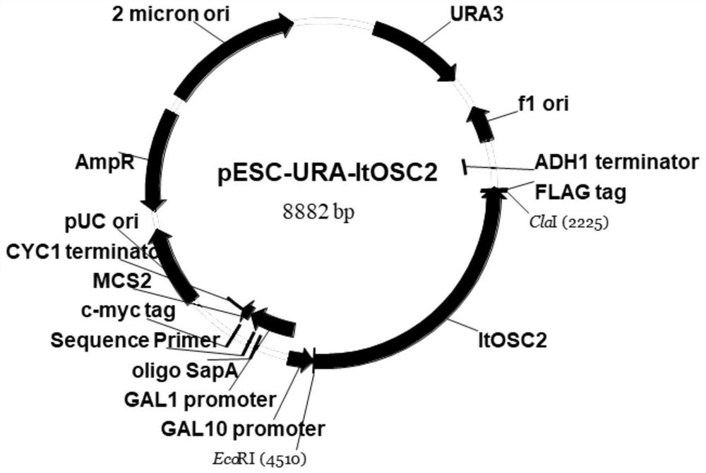 Protein for catalytic synthesis of amyrin, and preparation method and application for protein