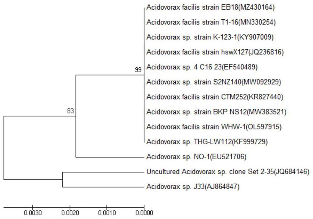 Method for repairing arsenic and antibiotic polluted soil through cooperation of bacteria and magnetic diatomite