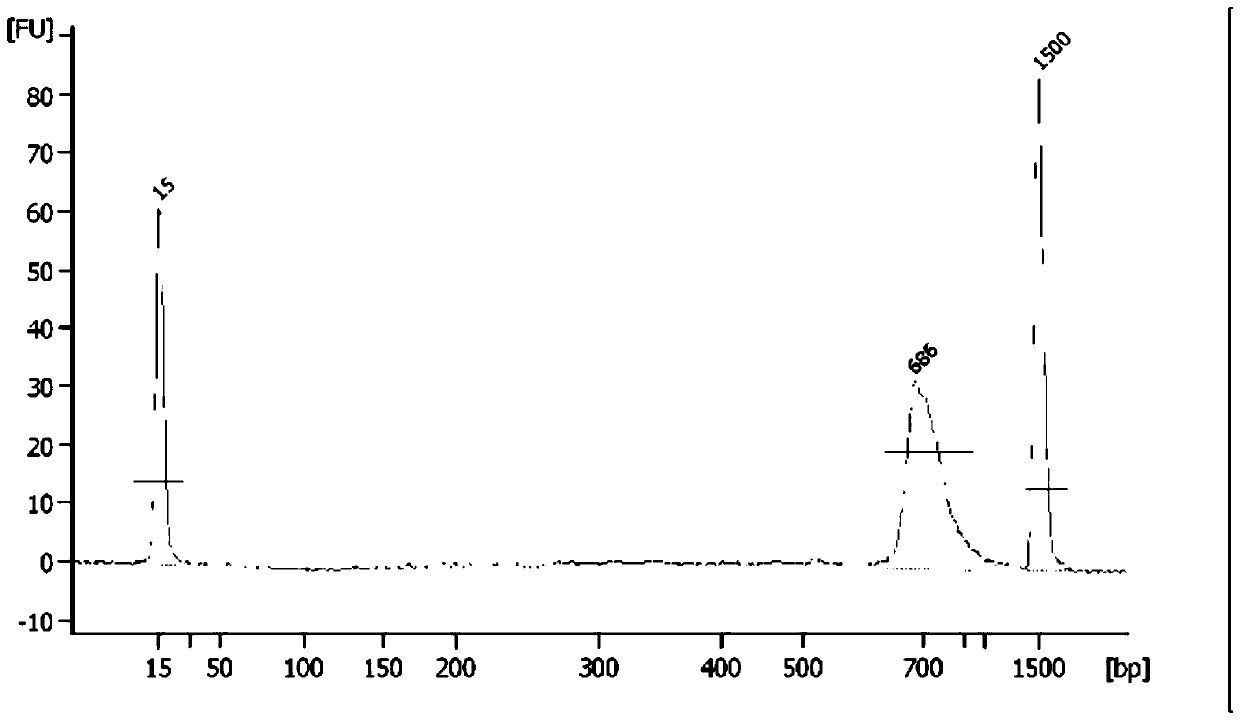 A primer combination and kit for high-throughput sequencing detection of minimal residual disease in T-cell leukemia