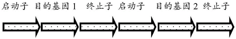 Microalgae multigene co-expression vector and multigene co-expression microalgae