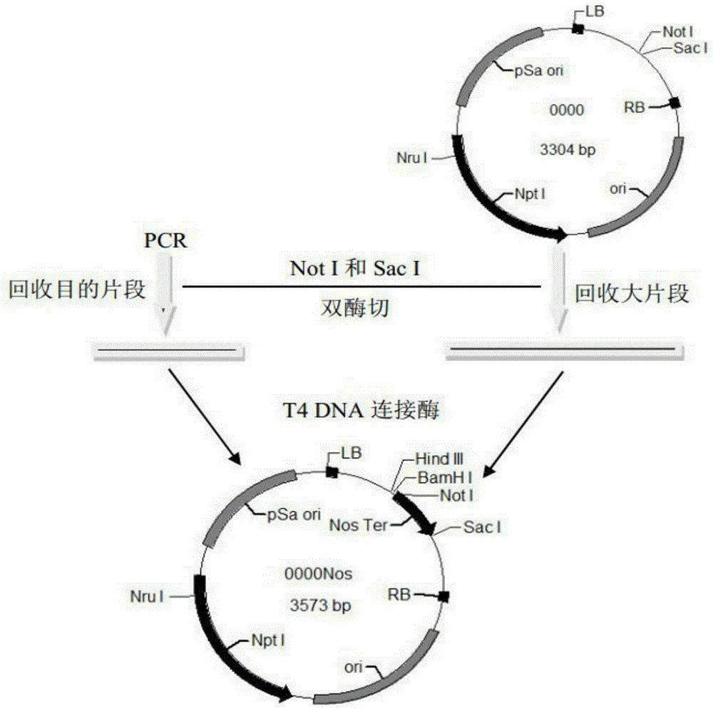 Microalgae multigene co-expression vector and multigene co-expression microalgae