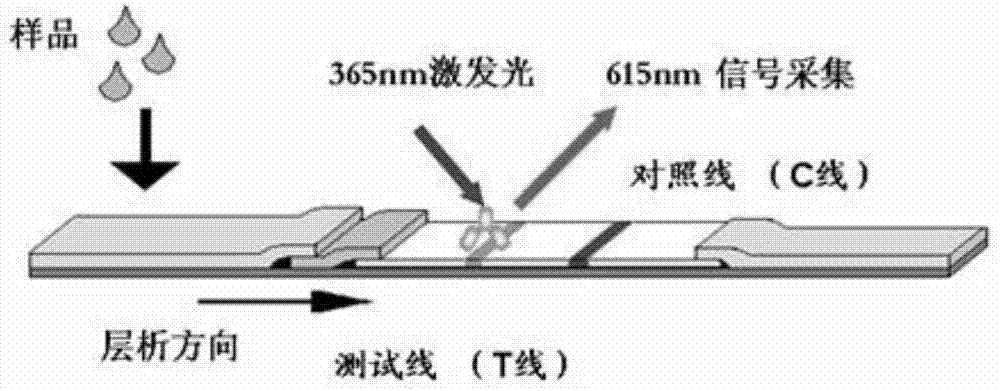 Rapid diagnosis kit for tuberculosis and preparation method thereof